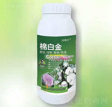 �ް׽�-�|������