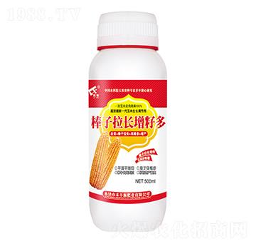 棒子拉長增籽多-禾豐源肥業(yè)