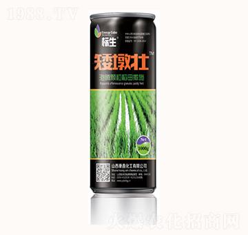 矮墩壯-標生-康鑫化工