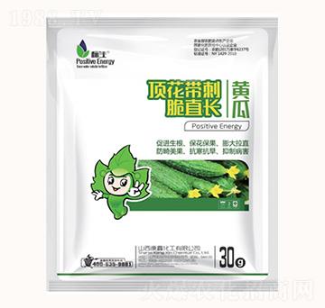 黃瓜頂花帶刺脆直長-康鑫化工