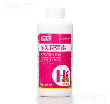 朵美花芽素 摩地師