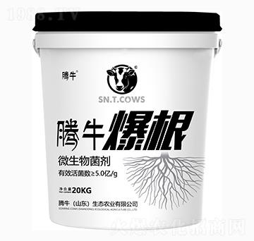 微生物菌劑-爆根1號-騰牛