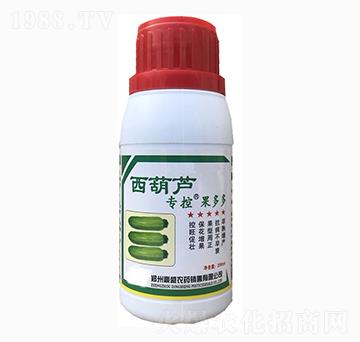 西葫蘆?？?果多多-苗哥農(nóng)化