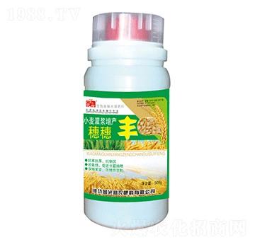 小麥灌漿增產(chǎn)穗穗豐-國光益農(nóng)