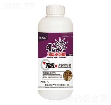 淡紫紫孢菌-加米農