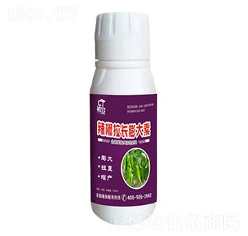 辣椒拉長膨大素-初唐-睿之澤