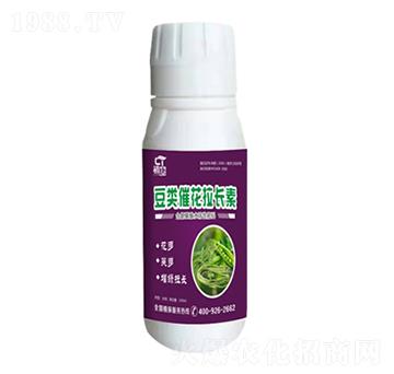 豆類催花拉長(zhǎng)素-初唐-睿之澤