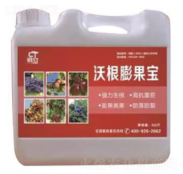 沃根膨果寶-初唐-睿之澤