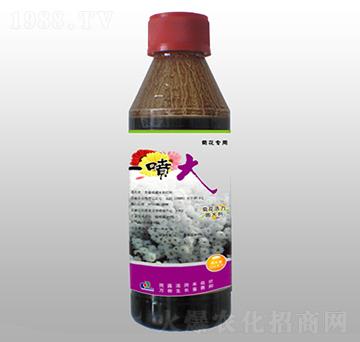 菊花活力膨大劑-一噴大-賽陽(yáng)生物