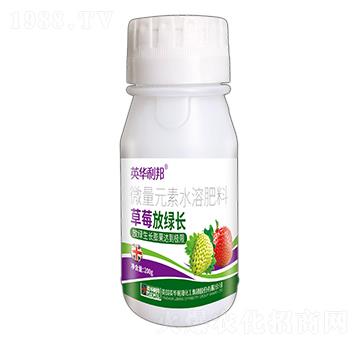 草莓放綠長-英華利邦-天舜植保