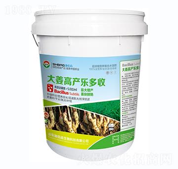 大姜高產(chǎn)樂(lè)多收-施佰高