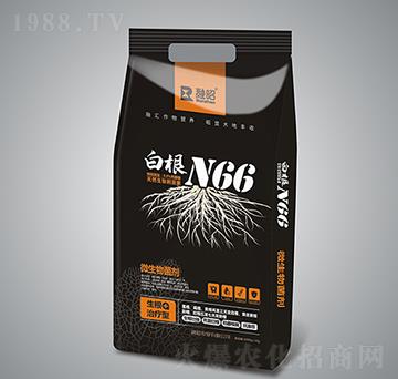 白根N66-融昭農(nóng)業(yè)