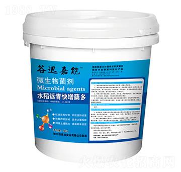水稻返青快增蘗多-微生物菌劑-君龍實業(yè)