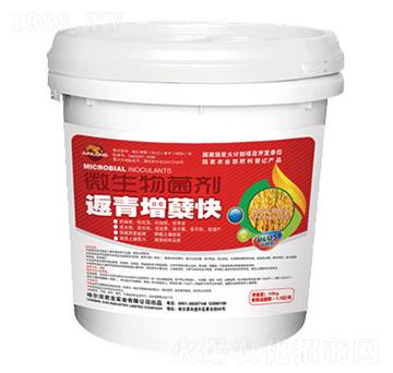微生物菌劑-返青增蘗快-君龍實業(yè)