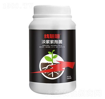 淡紫紫孢菌-線翹翹-愛普達