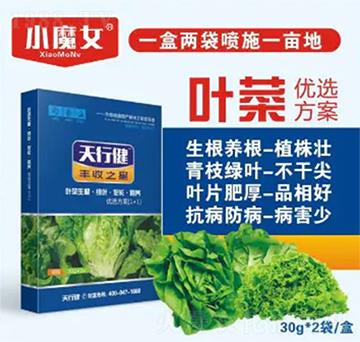 葉菜優(yōu)選方案-小魔女-天行健