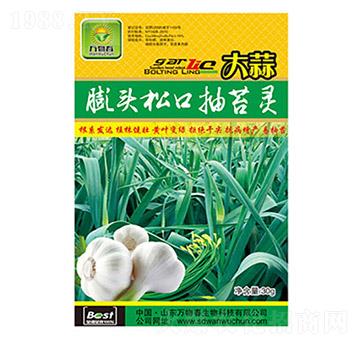 大蒜膨頭松口抽苔靈-萬物春