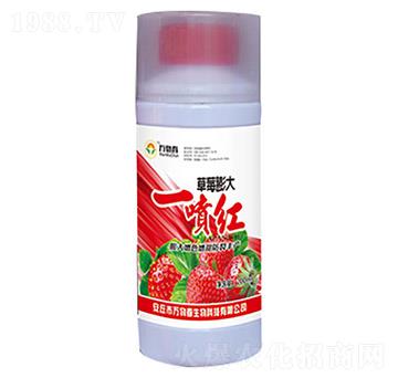 草莓膨大一噴紅-萬物春