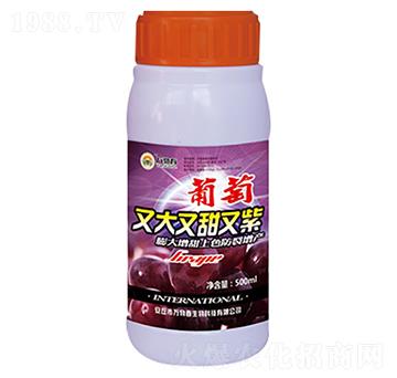 500ml�����ִ���������-�f�ﴺ