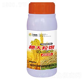 穗大粒飽小麥水稻滿倉-萬物春