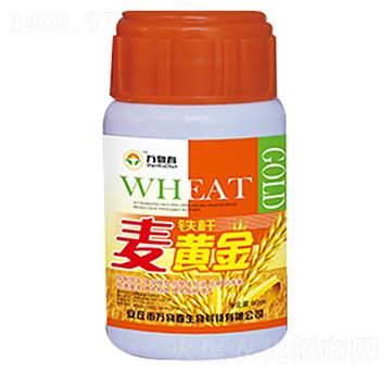 60ml鐵桿麥黃金-萬物春