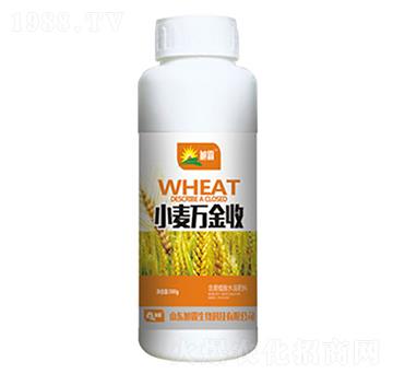 小麥萬金收-旭霸生物