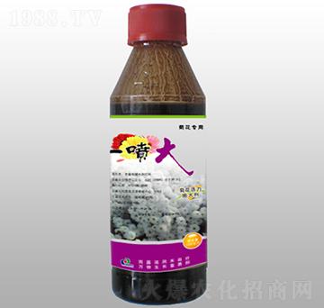 菊花活力膨大劑-一噴大-賽陽(yáng)農(nóng)化