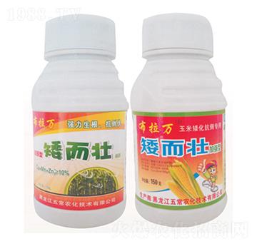 矮而壯-布拉萬(wàn)-五常