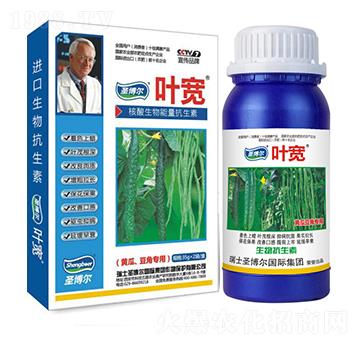 黃瓜豆角專用葉面肥-多糖生物酶誘抗肽-葉寬-圣博爾生物
