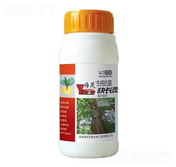 ��ľ���������������L(zh��ng)�`-�A�����Z