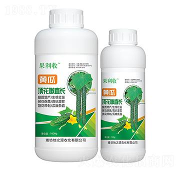 黃瓜頂花嫩直長-百鴻農(nóng)業(yè)