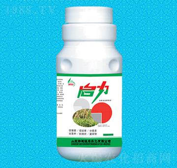 啟力水稻專用葉面肥-恒豐農(nóng)化