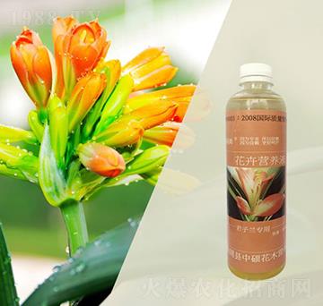 君子蘭專用營養(yǎng)液-林保姆-碩林肥料