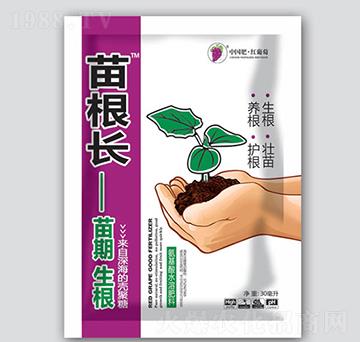 苗根長(zhǎng)-紅葡萄