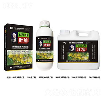 黃瓜氨基酸菌素長(zhǎng)效液肥-葉燦-德化