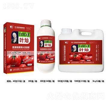 番茄氨基酸菌素長(zhǎng)效液肥-葉燦-德化
