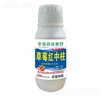 草莓紅中柱-聯(lián)農(nóng)瑞豐德