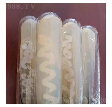 蘇云金桿菌標準菌株-九邦生物