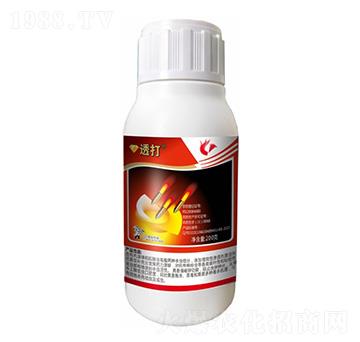 440��/�����衤������-͸��-����¡����