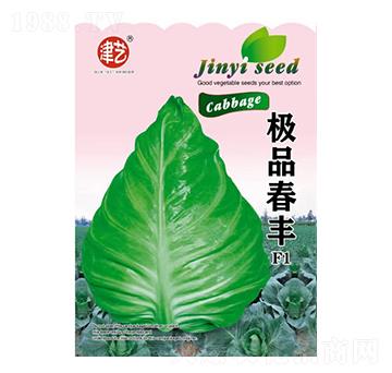 甘藍(lán)種子-春豐-邯豐農(nóng)業(yè)