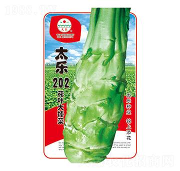 棒菜種子-太樂(lè)202-太樂(lè)種業(yè)