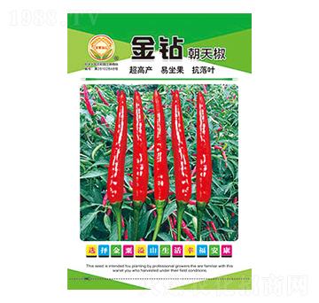辣椒種子-金鉆朝天椒-太樂種業(yè)