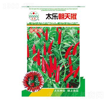 辣椒種子-太樂(lè)朝天椒-太樂(lè)種業(yè)