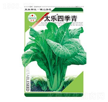 青菜種子-太樂四季青-太樂種業(yè)