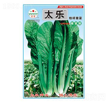 青菜種子-粉桿青菜-太樂種業(yè)