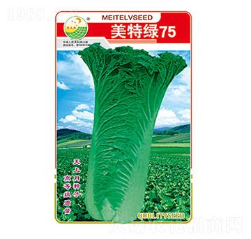 白菜種子-美特綠75-太樂種業(yè)