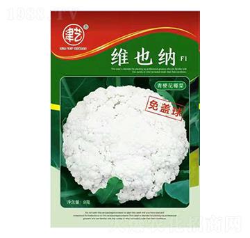 ���˷N��-�SҲ�{-���S�r�I(y��)