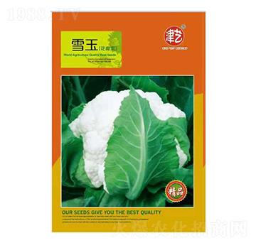 ���˷N��-ѩ��-���S�r�I(y��)