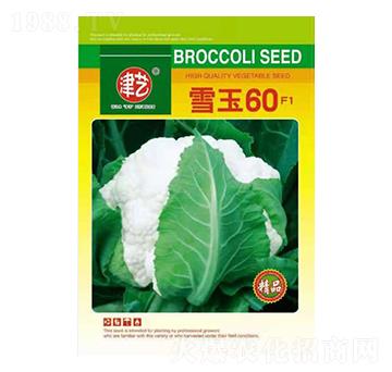 ���˷N��-ѩ��60-���S�r�I(y��)