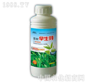 ������-�������ѿ